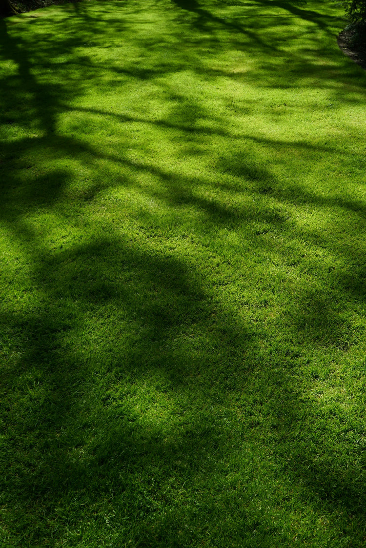 Tavaszi gyepindító technológia